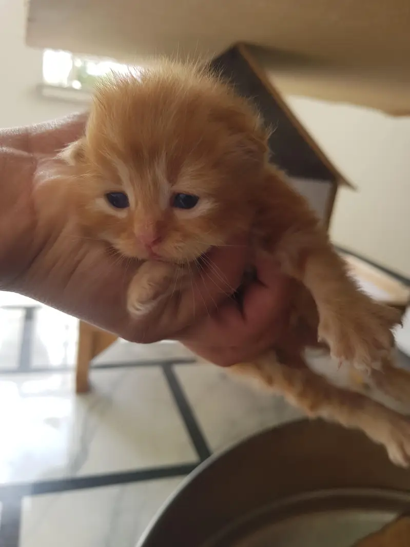 white and brown kitten — photo 2