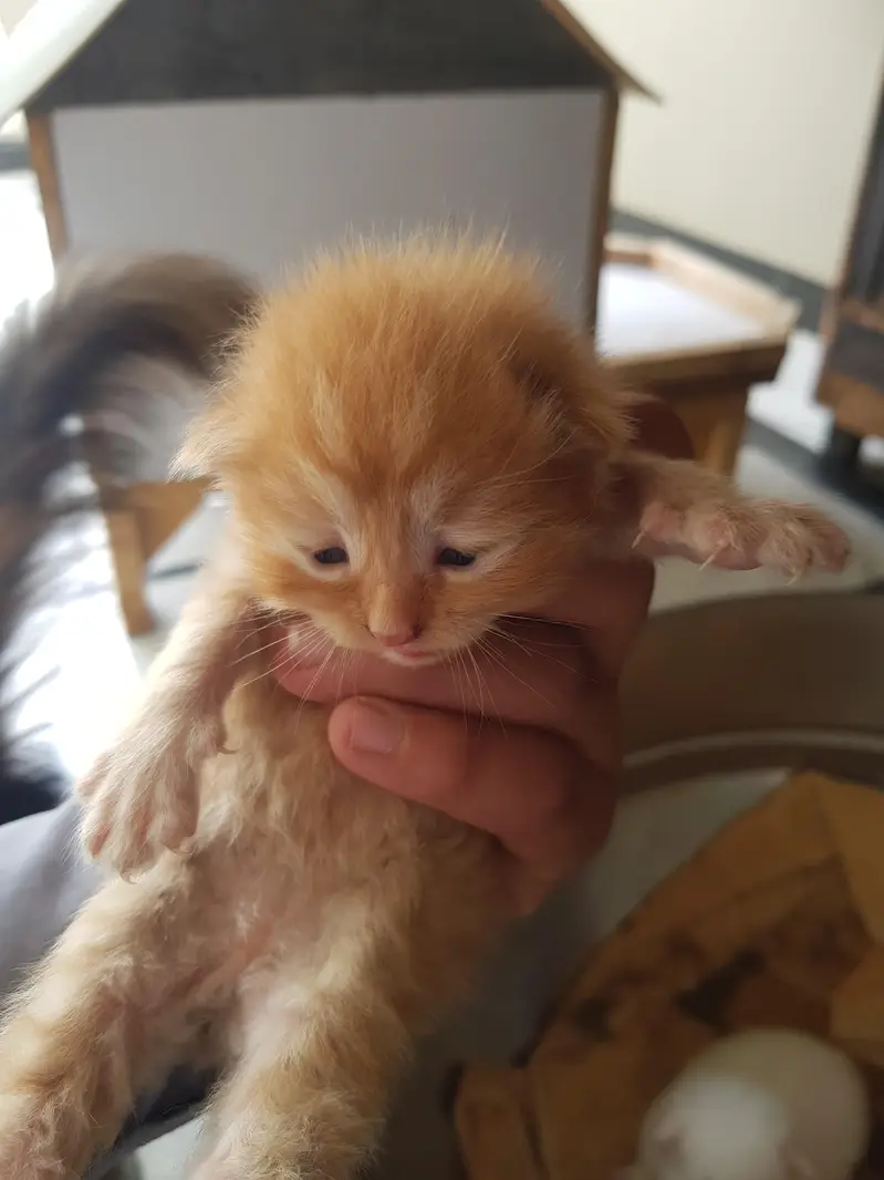 white and brown kitten — photo 3