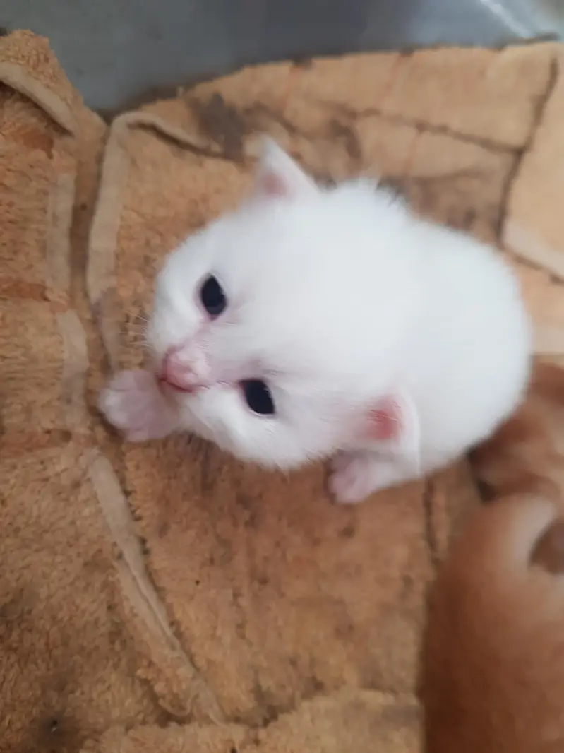 white and brown kitten — photo 4