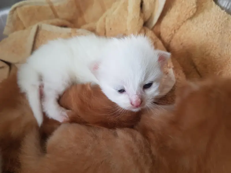 white and brown kitten — photo 5