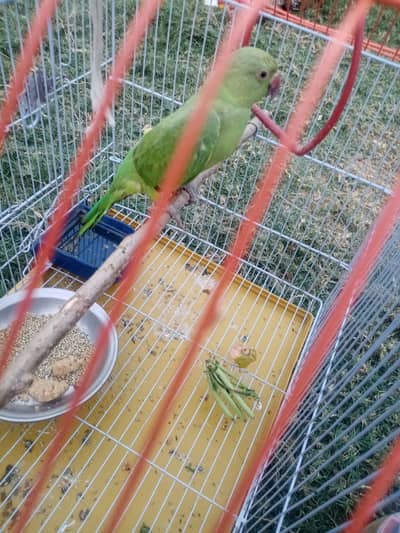 Parrot for sale little handtime with cage