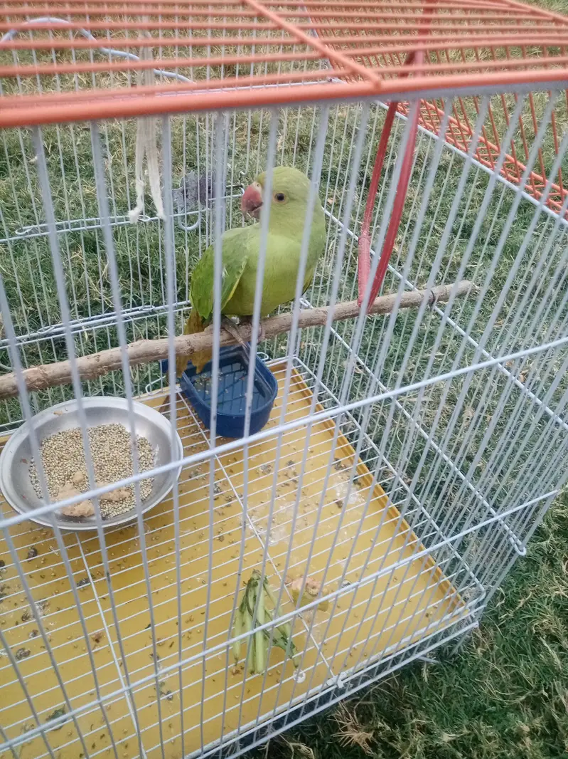 Parrot for sale little handtime with cage — photo 2