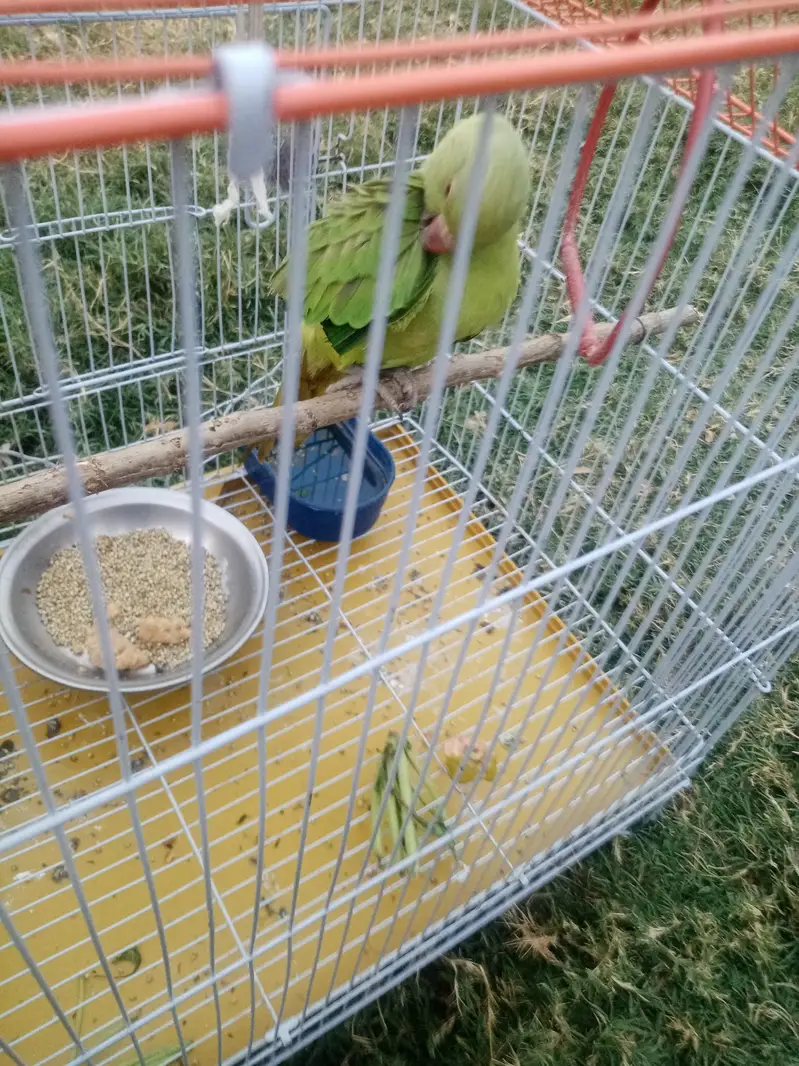 Parrot for sale little handtime with cage — photo 3
