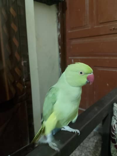 parrot with cage