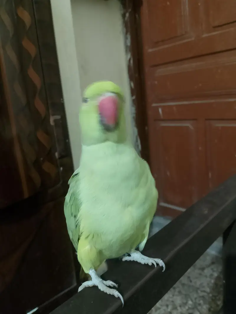 parrot with cage — photo 2