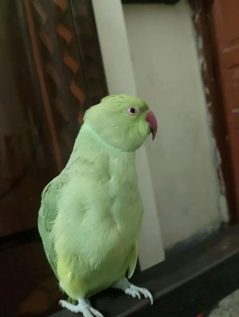parrot with cage — photo 3