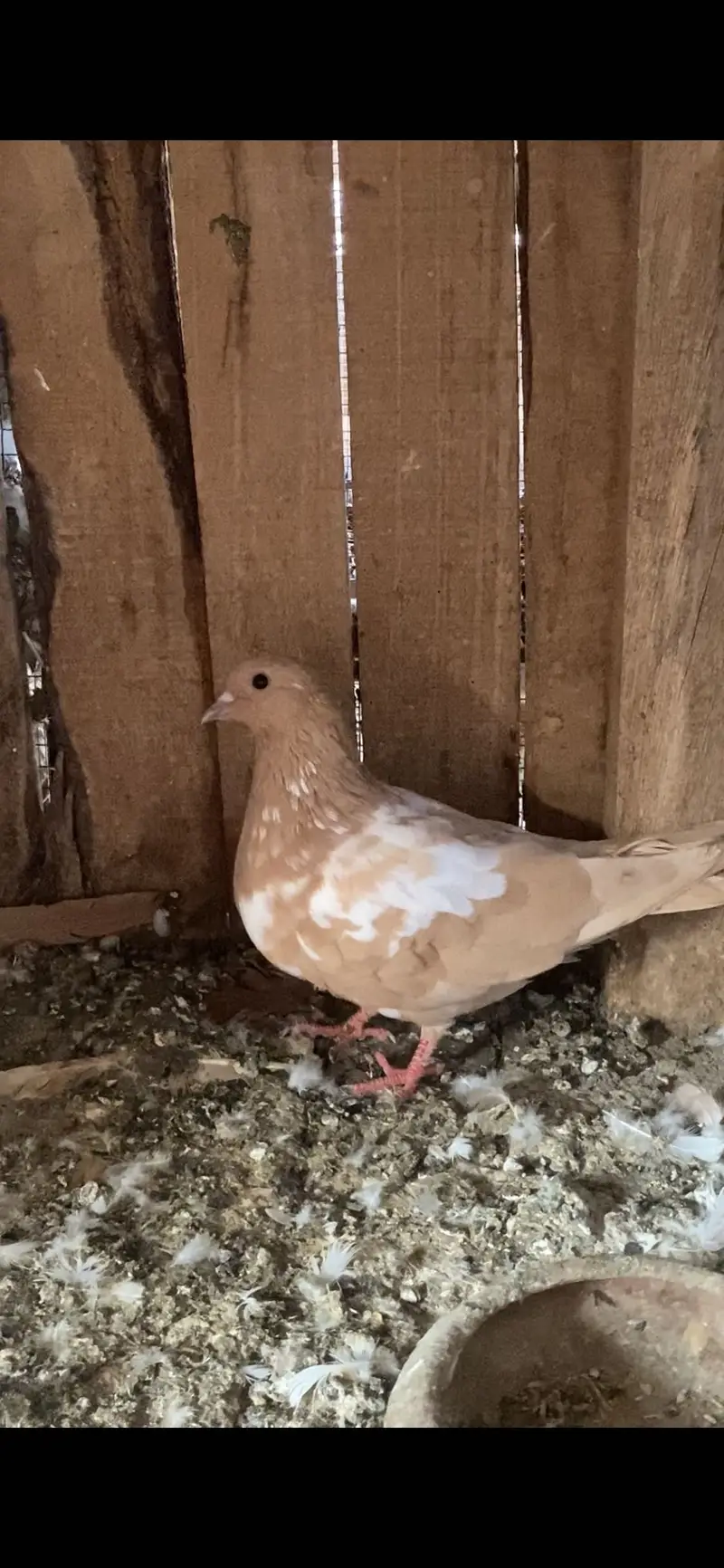 Pishori pair — photo 2