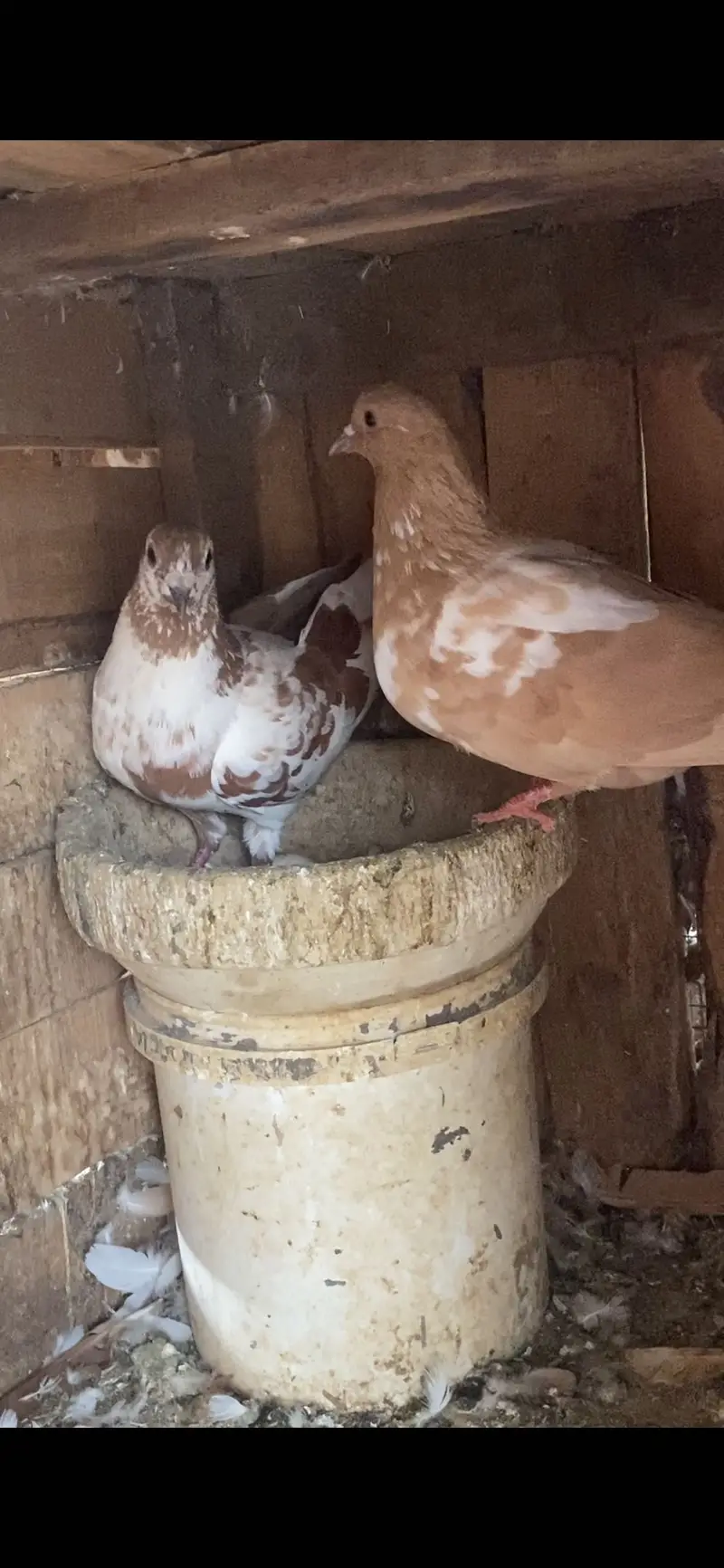 Pishori pair — photo 3