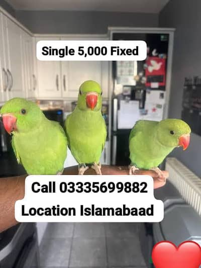 Single 5,000 Fixed  Hand Tamed Green Ring Neck Parrot's Male/Female