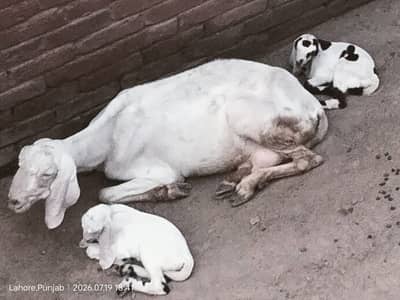 bakri