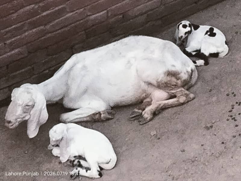 bakri 0