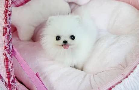 Pomeranian puppies 0313*9363/417