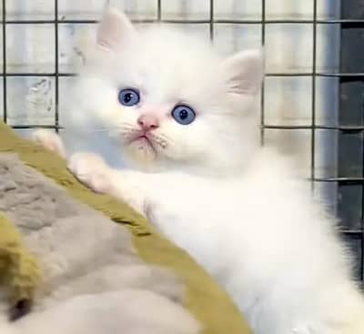(Persian female kitten) (for sale all) (Pakistan delivery available)