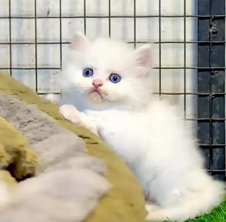 (Persian female kitten) (for sale all) (Pakistan delivery available) — photo 2