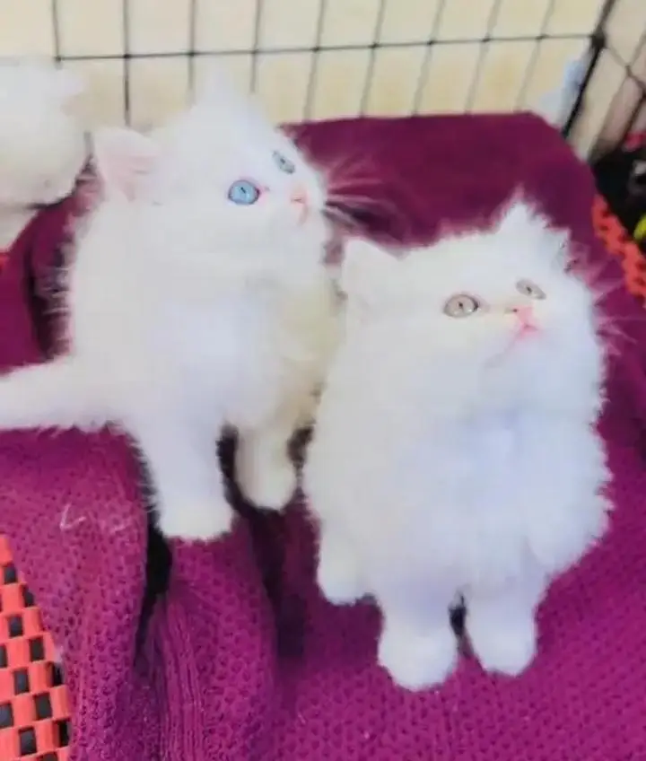 (Persian female kitten) (for sale all) (Pakistan delivery available) — photo 3