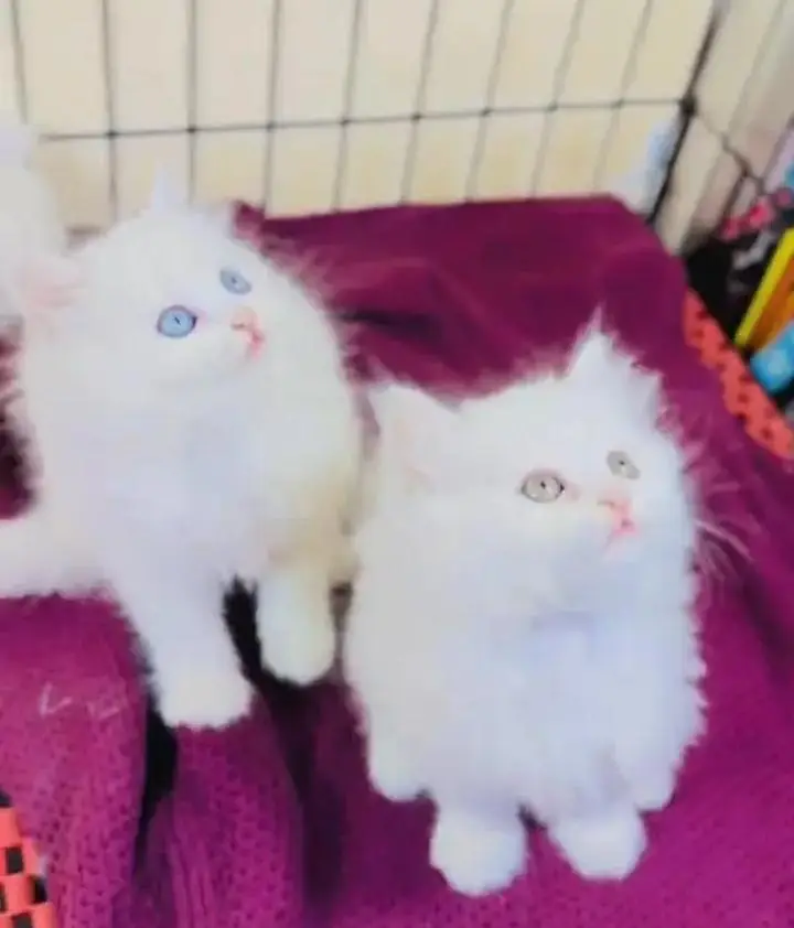 (Persian female kitten) (for sale all) (Pakistan delivery available) — photo 4