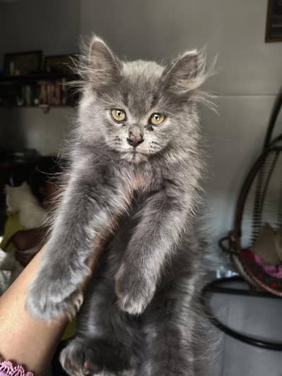 Persian male cat