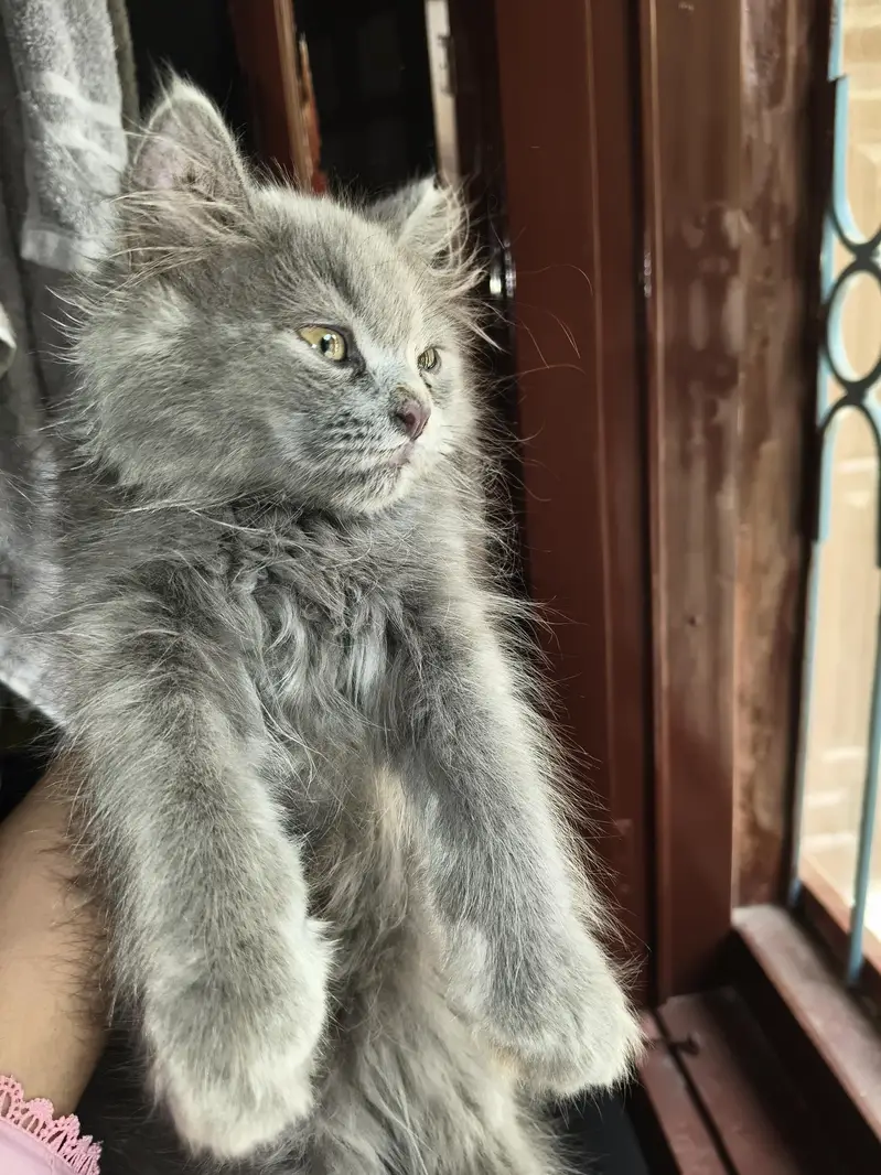 Persian male cat — photo 2