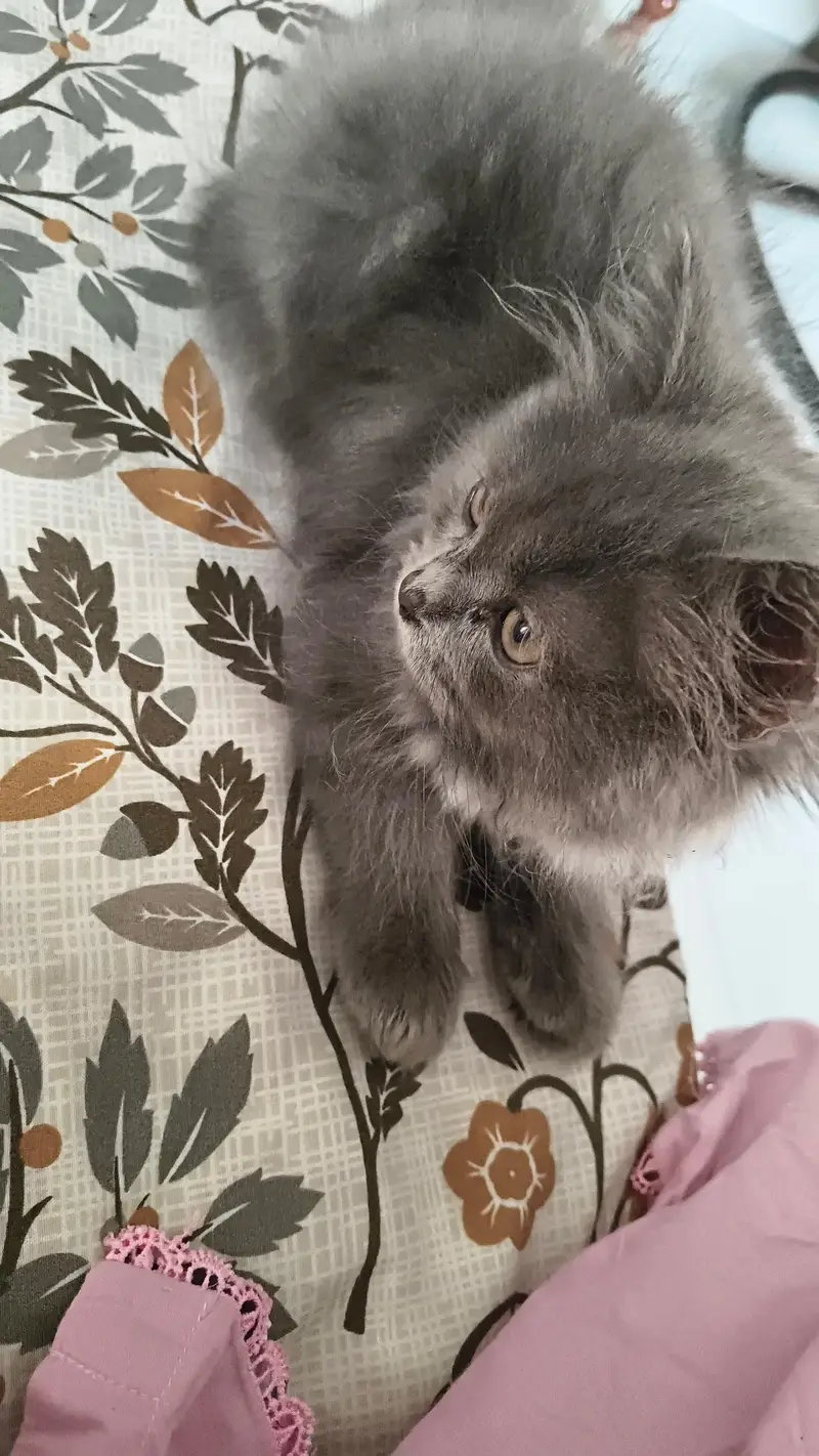 Persian male cat — photo 3