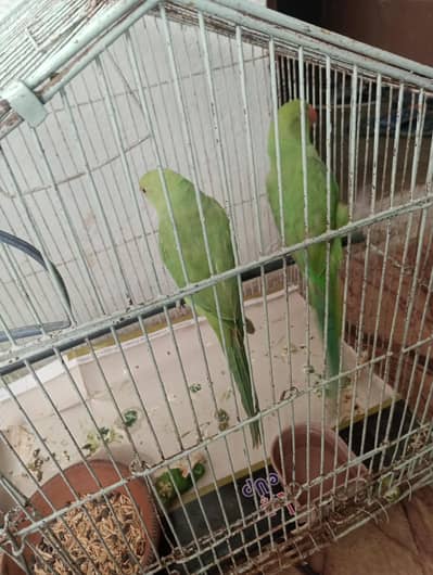 Ringneck Patha pair