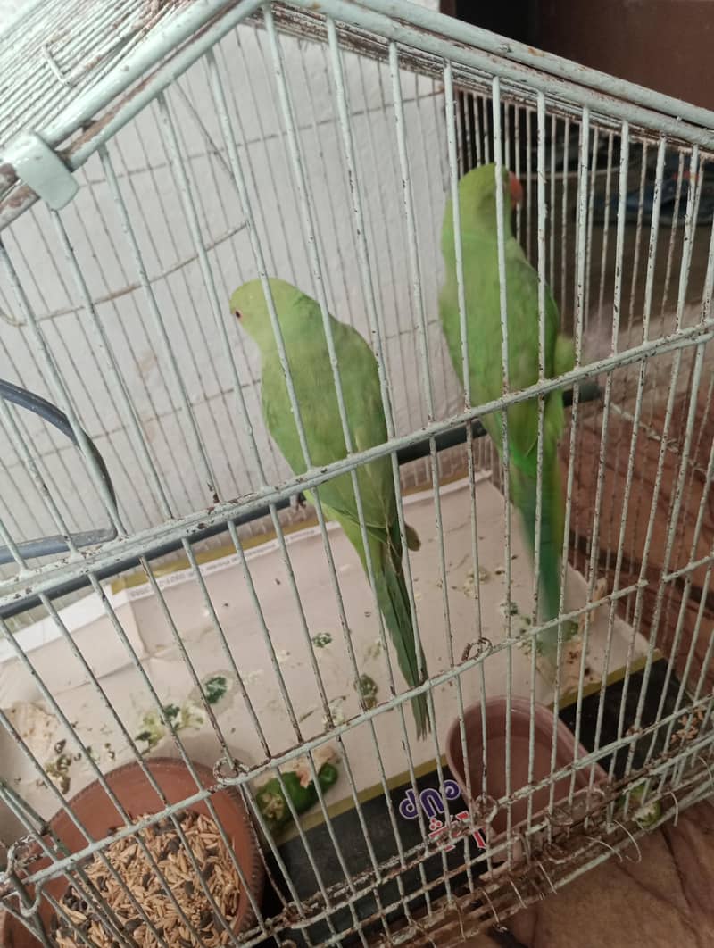 Ringneck Patha pair 0