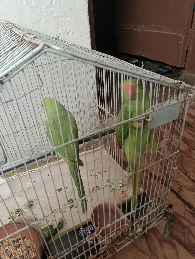 Ringneck Patha pair 1