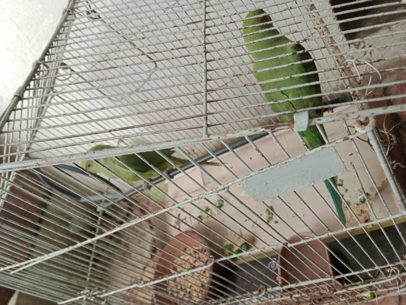 Ringneck Patha pair 2