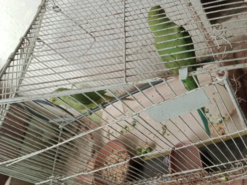 Ringneck Patha pair — photo 3