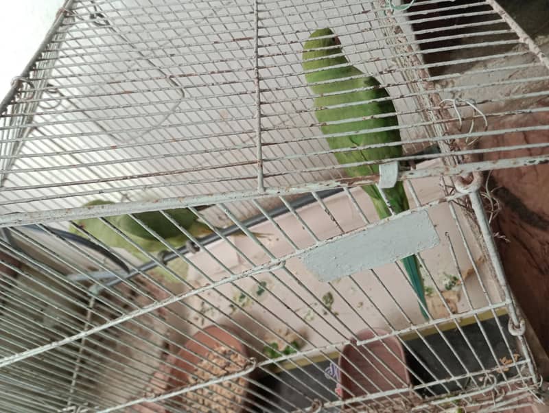 Ringneck Patha pair 3