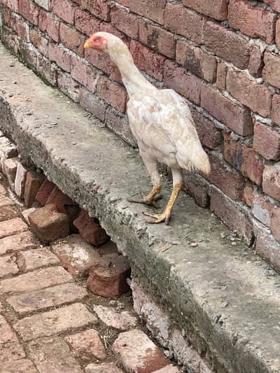 white o shamo pure blood line urgent for sale