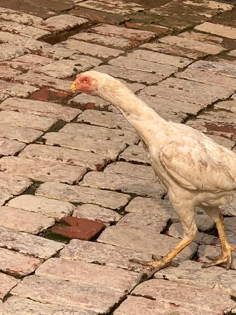 white o shamo pure blood line urgent for sale — photo 2