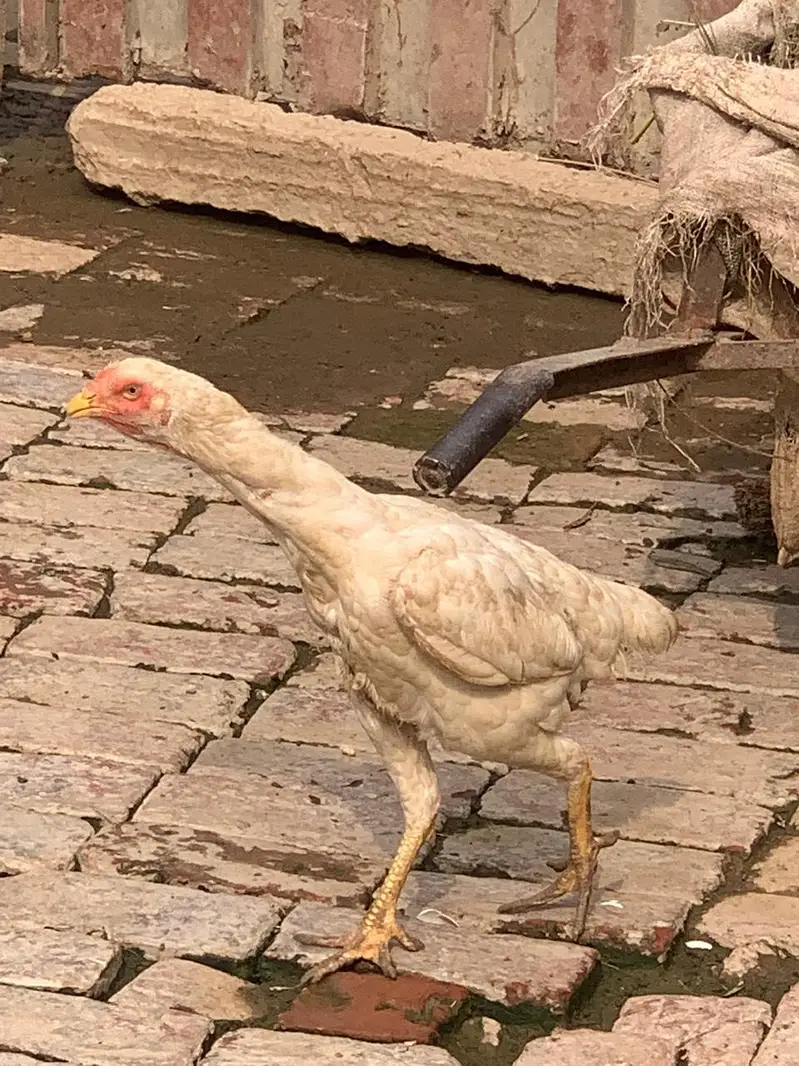 white o shamo pure blood line urgent for sale — photo 3