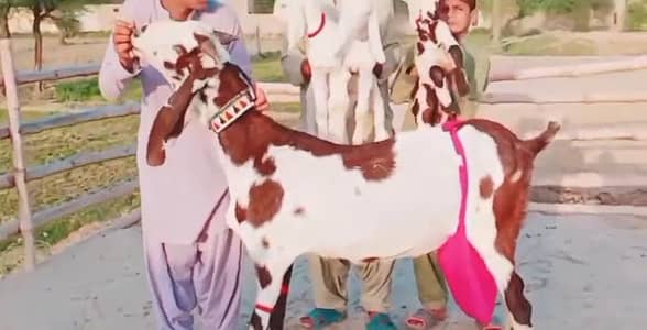 3 Bacchon wali bakri for Sale Wahtsspp 0317,,0252,,632