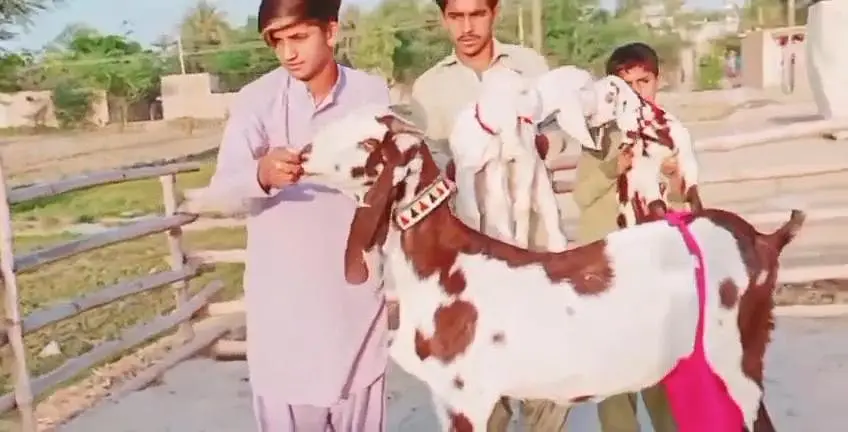 3 Bacchon wali bakri for Sale Wahtsspp 0317,,0252,,632 — photo 2