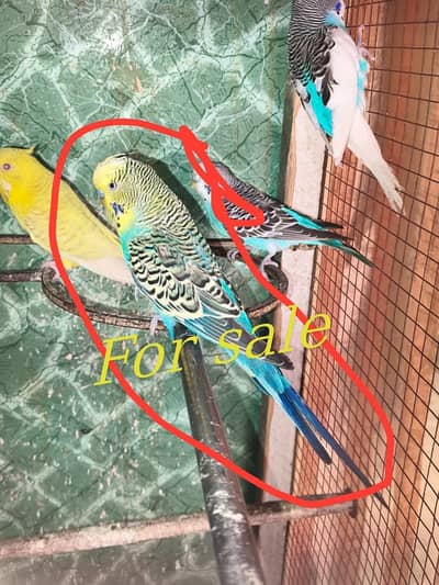King Size Budgie