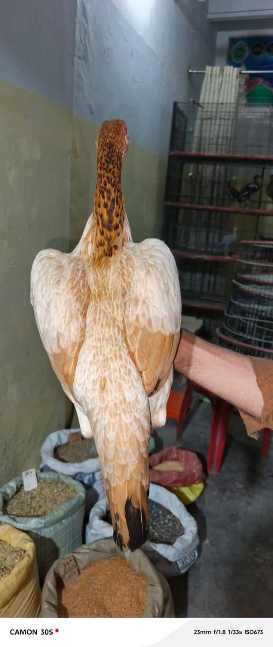 سنتول مرغی 0