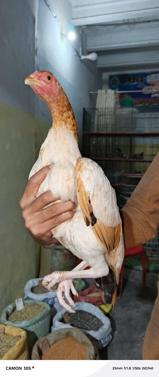 سنتول مرغی 2