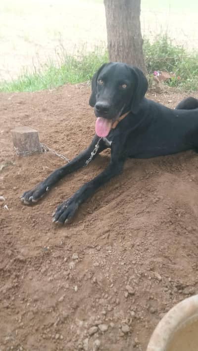 English pointer dog for sale