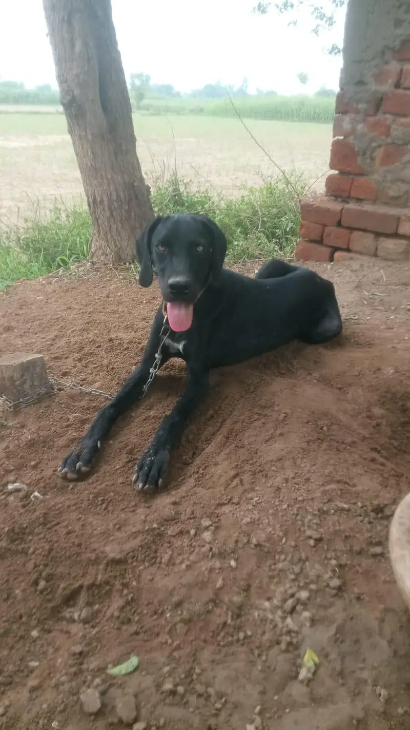 English pointer dog for sale — photo 2