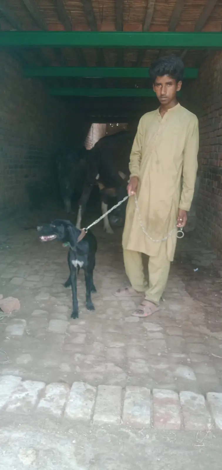 English pointer dog for sale — photo 3