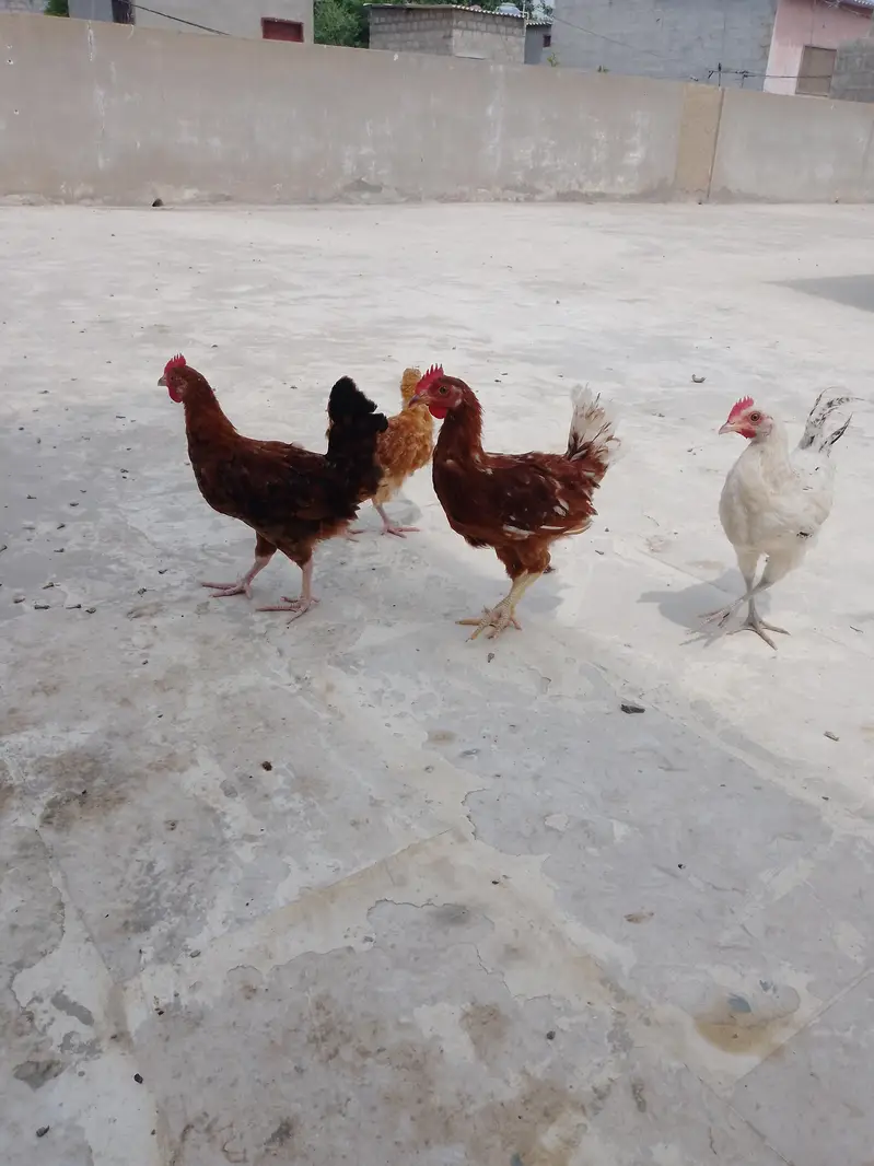 ghar ke pali hui misri murgiyan — photo 2