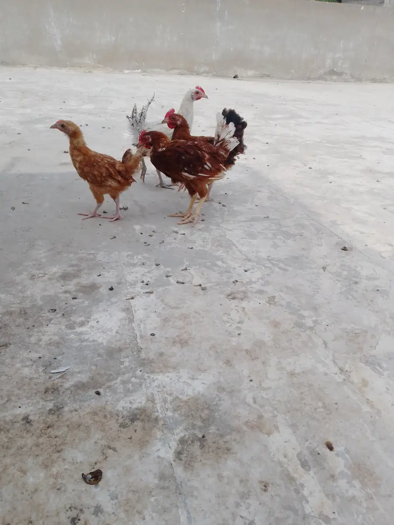 ghar ke pali hui misri murgiyan — photo 3