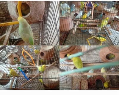 australian parrots