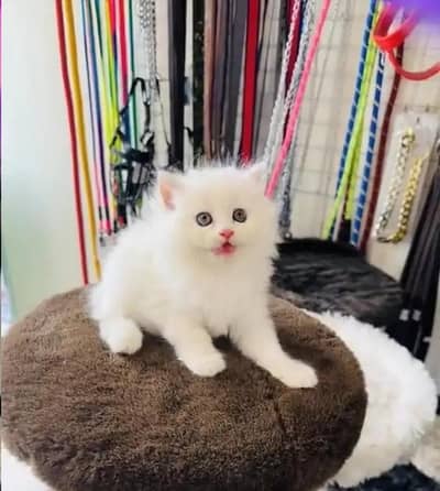 (Persian female kitten) (for sale all) (Pakistan delivery available)