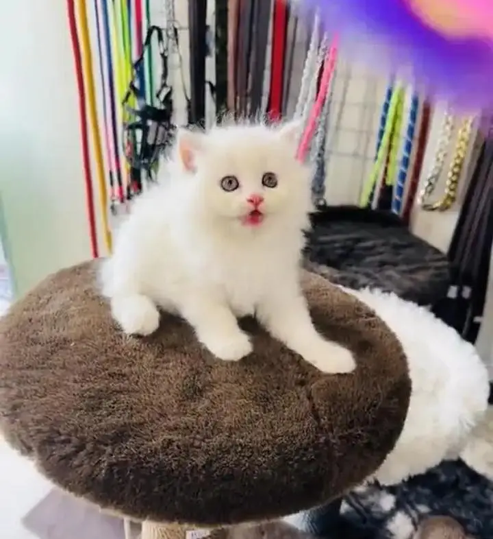 (Persian female kitten) (for sale all) (Pakistan delivery available) — photo 2