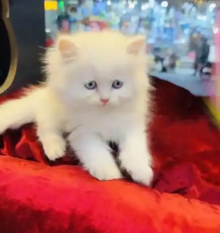 (Persian female kitten) (for sale all) (Pakistan delivery available) — photo 5