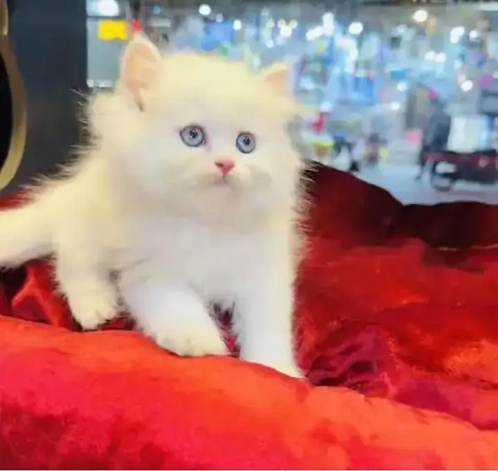 (Persian female kitten) (for sale all) (Pakistan delivery available) — photo 6