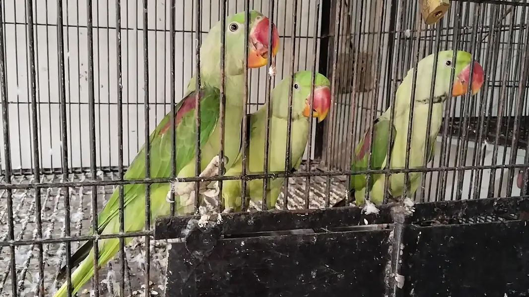 Raw pair and pathy 0321.7242445 Call kren — photo 2