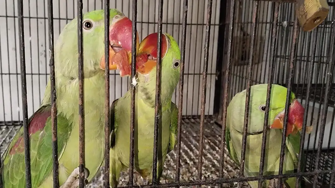 Raw pair and pathy 0321.7242445 Call kren — photo 3