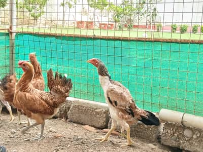 (1)Aseel Murgi (1)Aseel Murgi ka choza (2)Misri Murgi